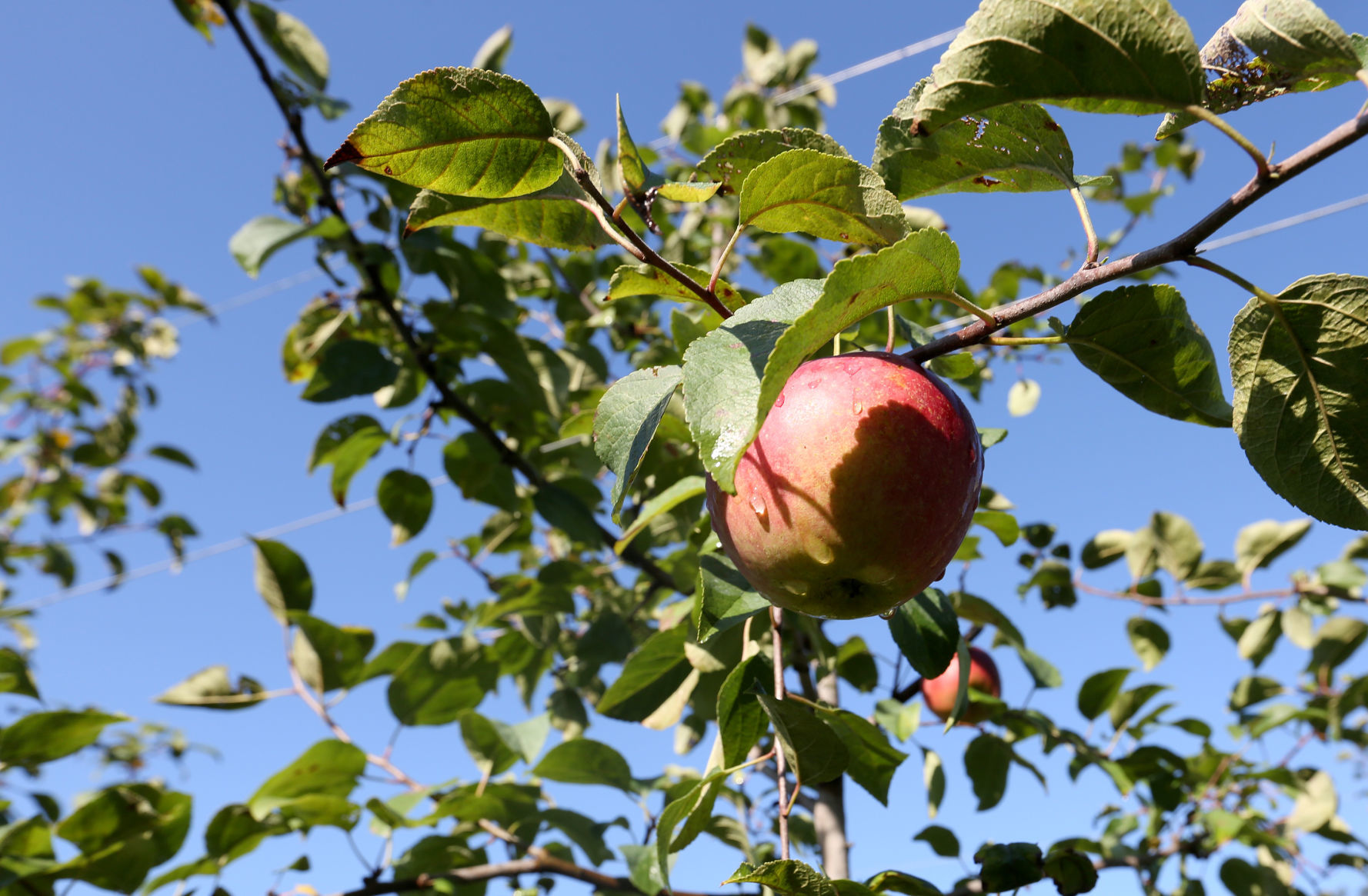 ATOMS TO APPLES